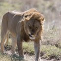TZA SHI SerengetiNP 2016DEC24 NamiriPlains 013 : 2016, 2016 - African Adventures, Africa, Date, December, Eastern, Month, Namiri Plains, Places, Serengeti National Park, Shinyanga, Tanzania, Trips, Year
